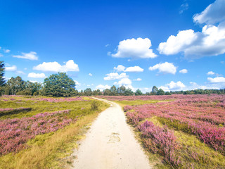 Fototapeta na wymiar Path trough Heathland with flowering heather (Calluna vulgaris) in the Lueneburg Heath (Lüneburger Heide) National Park in Lower Saxony, Germany