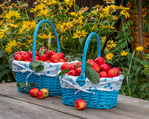 Harvest apples. Two blue baskets filled with apples stand on the table in the garden
