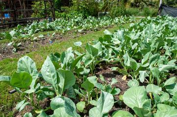 Planting kale in the backyard