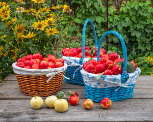 Fototapeta na wymiar Bountiful harvest of red apples in wicker baskets on a wooden table in a garden