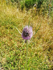 Vertical shot of a beautiful single teasel plant in a field