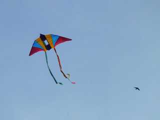 Kite floating and bird flying on the sky
