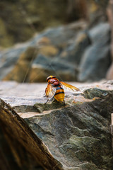 La Avispa 