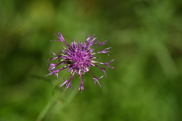 Skabiosen-Flockenblume