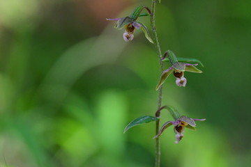 Breitblättrige Stendelwurz