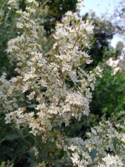 tree in bloom