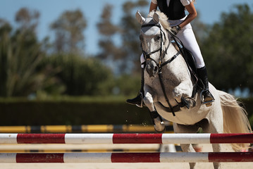 Sport horse jumping over a barrier on a obstacle course