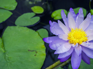 Topview beautiful purple waterlily or lotus flower with green leaf in pond.