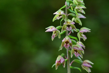Breitblättrige Stendelwurz
