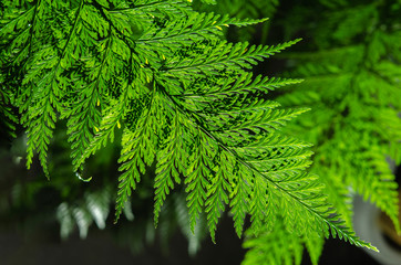 Fototapeta premium Fern leaf green nature background, Davallia solida Sw