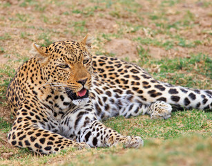 Panthera Pardus - African Leopard resting and panting on the plains in South Luangwa National Park
