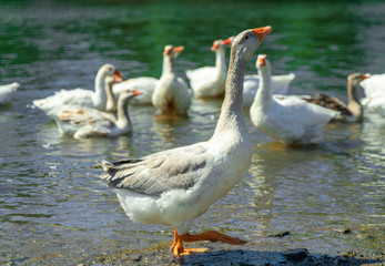Obraz premium White goose walking on the shore of the river