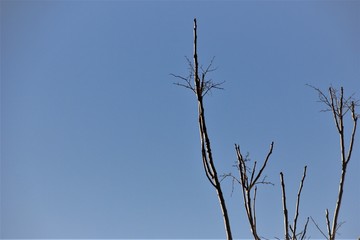 branches of a tree waiting for spring to bloom with the sky above