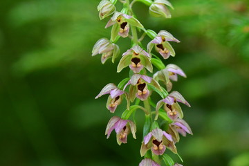 Breitblättrige Stendelwurz