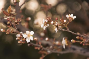flowers of a cherry tree in the garden of my house blooming before spring