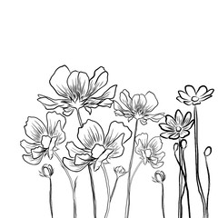 Line drawing,beautiful Cosmos flowers and leaves on white background.Modern natural background.Minimalist drawing print,creative with illustration in flat design.