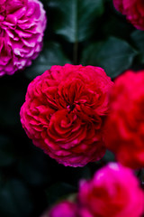 Beautiful nature: pink and red flowers (peony roses) in the garden