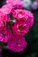 Beautiful nature: small pink flowers (peony roses) in the garden