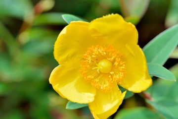 Beautiful flower of Millepertuis