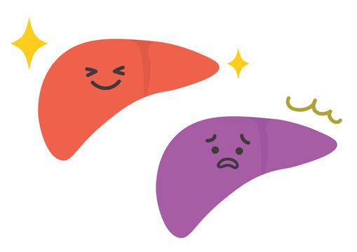 元気な肝臓 の画像 765 件の Stock 写真 ベクターおよびビデオ Adobe Stock