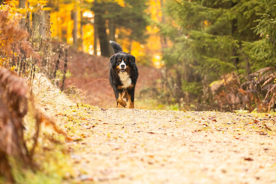 Cute Bernese Mountain Dog Walking In A Park