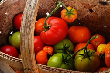 Fresh Organic Tomatoes in a wicker wooden basket