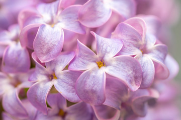 Bunch of violet lilc flower close-up