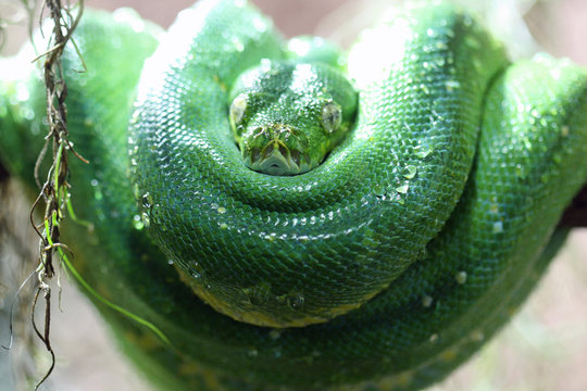 gr&uuml;ner_Baumpython