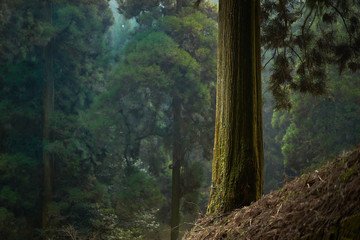 静かな針葉樹の森。林業のイメージ。