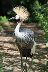 Kronenkranich