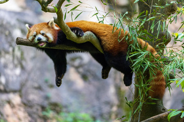 レッサーパンダ