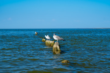 gulls sit on broken wooden posts covered seaweed