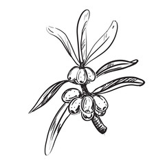 Detailed hand drawn ink black and white illustration of sea buckthorn. sketch. Vector. Elements in graphic style label, card, sticker, menu, package.