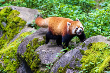 レッサーパンダ