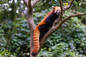 レッサーパンダ