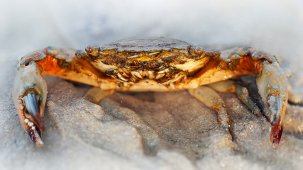 close up of a red crab with big claws and a strong carapace on the sand, this crustacean is a formidable fighter. macro photo of the sea life on a beach on the island of Koh Lanta Thailand at sunset.