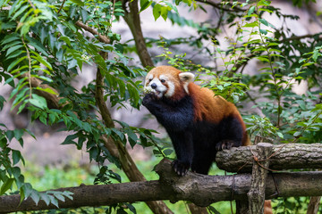 レッサーパンダ