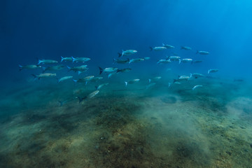School of tuna fish in blue ocean. Ocean wild life.