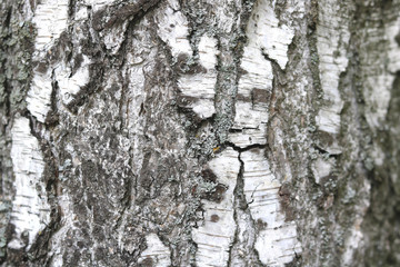 Obraz premium pattern of birch bark with black birch stripes on white birch bark and with wooden birch bark texture