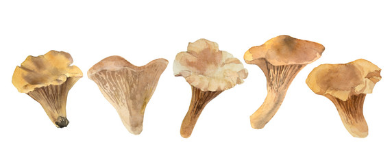 Watercolor chanterelles set on white background. Autumn theme.