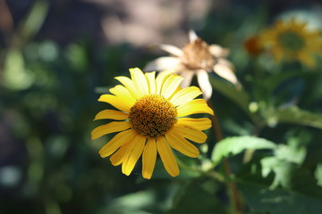 Yellow flower under the summer sun