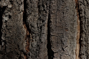 Wood background, wood, trees, wood texture