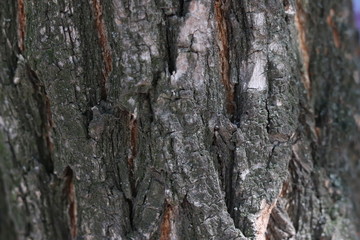 Wood background, wood, trees, wood texture