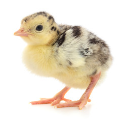 Chicken turkey isolated.