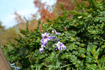 spring flowers in the forest