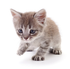 Kitten on white background.