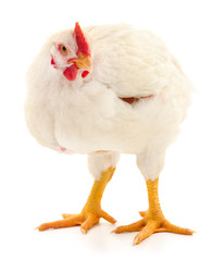 white hen isolated.