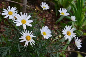 Obraz premium white daisies in a field