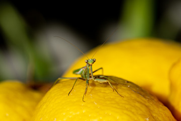 Green praying mantis perched on a yellow lemon 