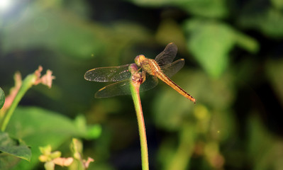 Close up detail of dragonfly.  dragonfly image is wild with blur background. Dragonfly isolated.